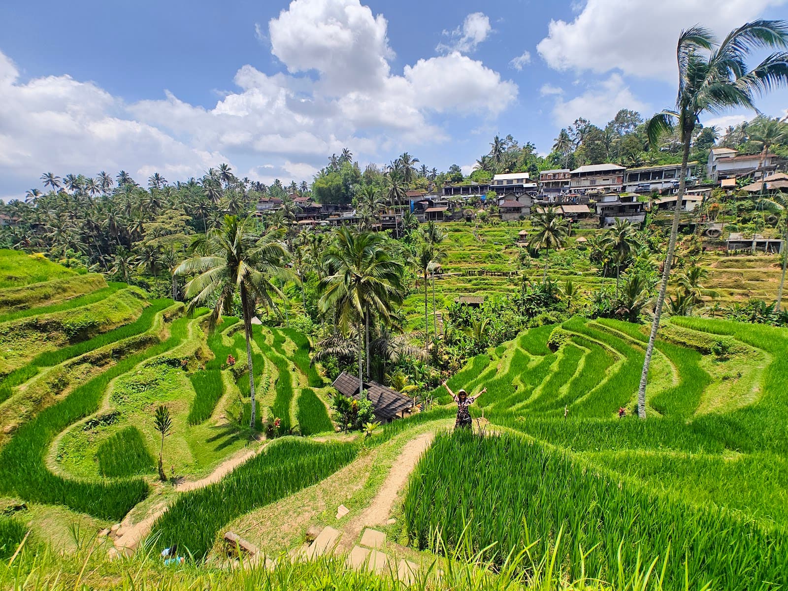 Tegallalang Rice Terraces