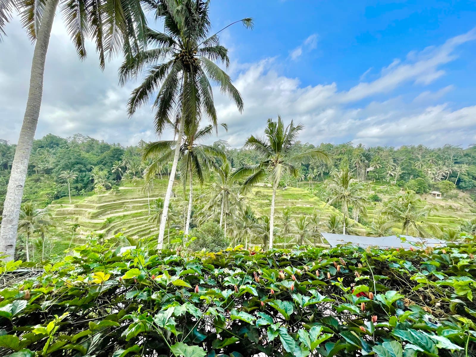 Tegallalang Rice Terraces, a closer look